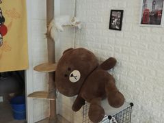 -平行世界·猫咖(首经贸店)