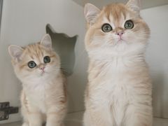 -东方名猫馆·英短金渐层布偶猫舍(环线广场1号楼店)