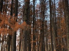 -东湖落雁景区