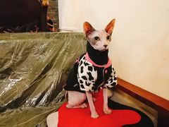 -猫色咖啡·猫咖