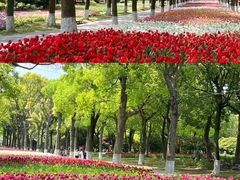 -上海鲜花港