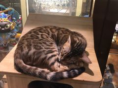 -more than meow吴止猫主题餐厅(承德 中船汇店)