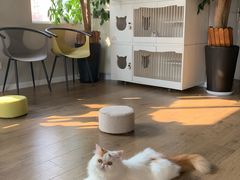 -东方名猫馆·英短金渐层布偶猫舍(环线广场1号楼店)