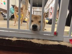 -逗柴咖啡屋·狗咖猫咖宠物桌游