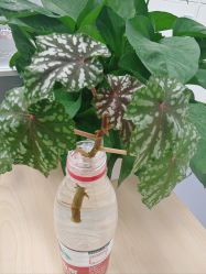 -北京新世纪儿童医院