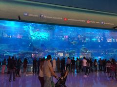 -迪拜水族馆及水下动物园