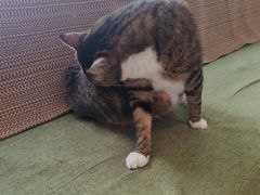 -御宝贝·A梦猫科宠物医院(国际猫友好医院)