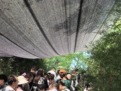 -黄金寨原生态旅游区