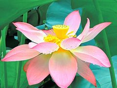 -荔湾湖公园
