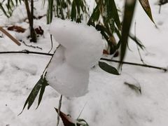 -老字号怡玺·藿香雅鱼(20年雅安店)