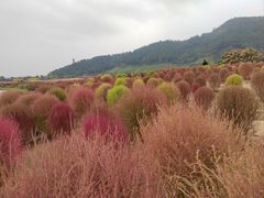 -径山花海