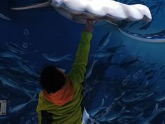 -烟台海昌鲸鲨海洋公园