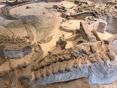 -自贡恐龙博物馆