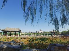 -莲花池公园