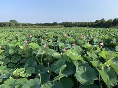 -荷塘月色湿地公园·向阳花洲