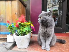 -Rabbit Cafe私房西餐甜点咖啡(栖霞路店)