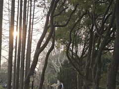 -上海醉白池公园