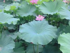 -陈家山荷花公园