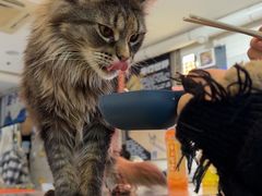 -平行世界·猫咖(首经贸店)