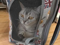 -瑞派·关忠动物医院猫科外科·异宠·24小时转诊中心(祥云店)