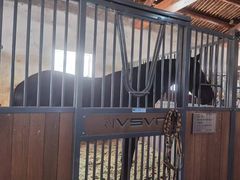 -北京群众马术培训基地