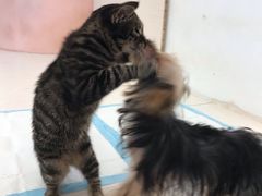 -浣熊柯尔鸭土拨鼠·电玩咖