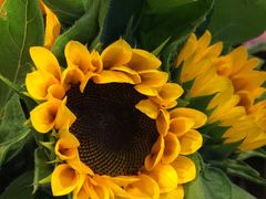 -静岸花卉园艺(三星坊店)