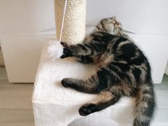 -平行世界·猫咖(首经贸店)