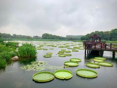 -荷塘月色湿地公园·向阳花洲