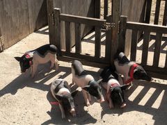 -前小桔亲子创意农场·草莓采摘·露营烧烤