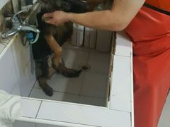 -酷狗靓猫宠物·洗护·美容·寄养(航北路店)