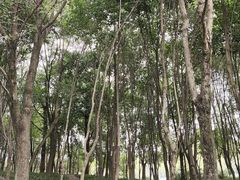 -成都南湖公园