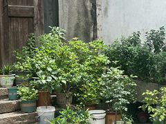 -乌镇东栅景区