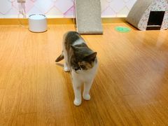 -猫冇咖·家门口的撸猫馆(大融城店)