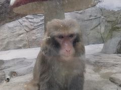 -泉州海丝野生动物世界