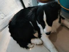 -平行世界·猫咖(首经贸店)