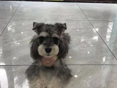 -安安宠医宠物医院·异宠·犬猫内科(岳阳分院)