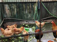 -凯盈阁·顺德私房菜·桑拿鸡