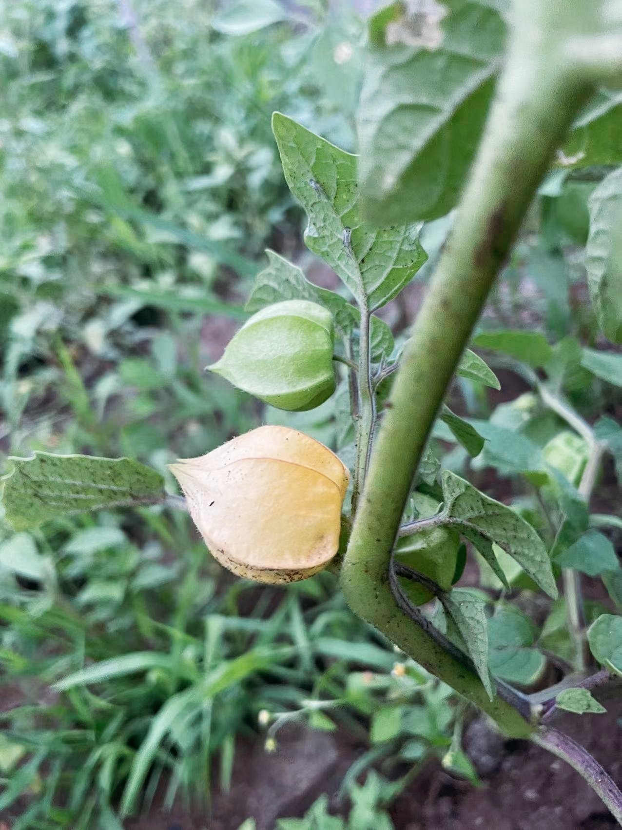 菇茑的功效与作用图片图片