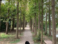 -上海长兴岛郊野公园