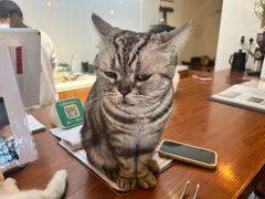 -有猫主题·治愈系猫咖(曾厝垵店)