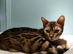 -安格丽娜·狗咖·猫咖羊驼咖(春熙路百盛商场店)