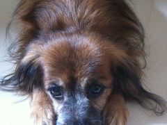 -彩虹桥宠物火化殡葬善终服务(金乐大厦店)