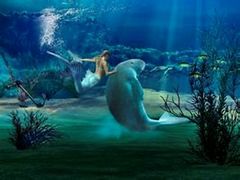 -悉尼海洋生物水族馆