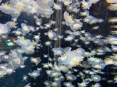 -太平洋海底世界