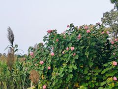 -瑶湖郊野森林公园