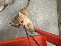 -伟伟宠物医院·瑞派猫友好医院·猫科(光谷店)