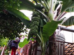 -呀路古热带植物园