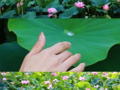 -南翠屏公园