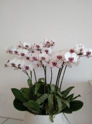 -颜蕾医美·黄金微针·水光·玻尿酸·超声炮·抗衰中心